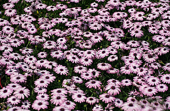 Flowers, Greens, Flower Bed, Flowerbed, Dimorfoteka, Dimorphotheque HD wallpaper