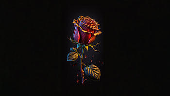 Rose Dark, rose, dark, black, artist, artwork, digital-art HD wallpaper