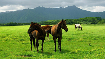 Wild horses in , Untamed beauty, Majestic creatures, dom and strength HD wallpaper