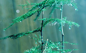 Grass, Plant, Macro, Glare, Stem, Stalk HD wallpaper