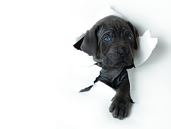 Animals, Dogs HD wallpaper