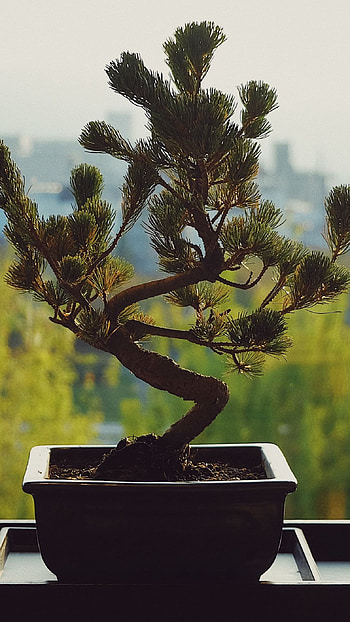 Bonsai Plant, nature, plant, bonsai HD phone wallpaper