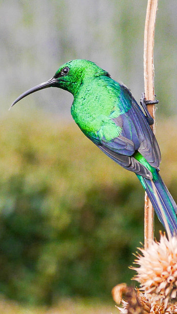 Sunbird, Green Blue Bird HD phone wallpaper