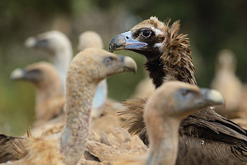 European Commission's support, Rhodope mountain conservation, Vulture welfare, Environmental initiative HD wallpaper