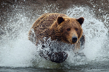Animals, Spray, Splash, Bear, Run Away, Run HD wallpaper