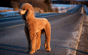 Animals, Road, Dog, Stroll, Poodle HD wallpaper