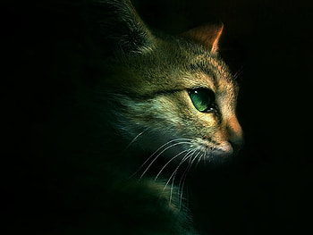 Cats, Animals HD wallpaper
