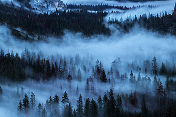 Fog, horizon, sunrise, trees, nature HD wallpaper