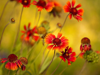 Orange daisies, summer, daisy, yellow, garden, greenery, grass, orange HD wallpaper