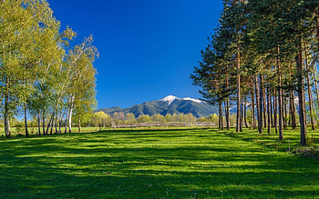 Sunny , Captivating visuals, Vibrant nature, Radiant ry HD wallpaper