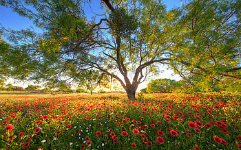 Texas Wildflower Evening in the Hill Country, spring, blossoms, trees, landscape, colors, usa HD wallpaper