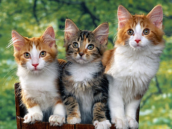 Animals, Cats, Sit, Fluffy, Spotted, Kittens HD wallpaper