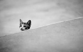 Animals, Kitty, Kitten, Muzzle, Bw, Chb, Ears HD wallpaper