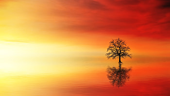 Lone Tree In Water At Dusk, tree, water, dusk, nature, morning HD wallpaper