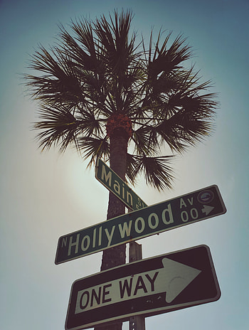 Hollywood Sign, palm, tree HD phone wallpaper