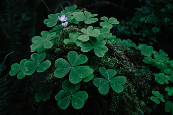 Nature, Grass, Foliage, Clover HD wallpaper