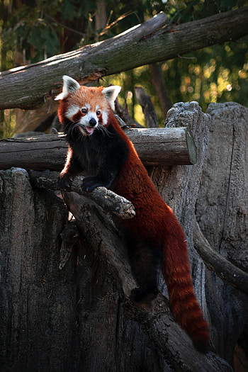 Funny, Animals, Nice, Sweetheart, Protruding Tongue, Tongue Stuck Out, Red Panda HD phone wallpaper