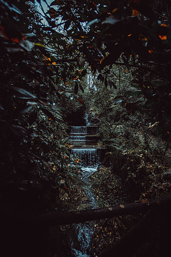 Nature, Trees, Bush, Waterfall, Creek, Brook, Jungle HD phone wallpaper