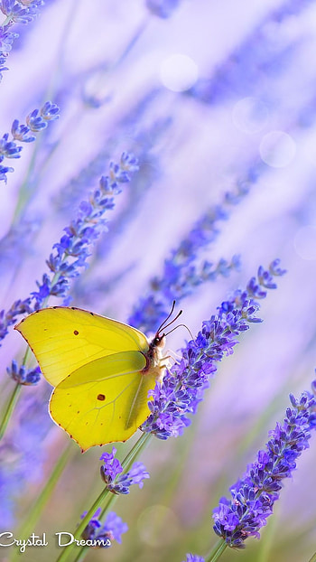 Yellow Butterfly, Adorable Background HD phone wallpaper