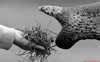 confidence, trumpet, elephant, hand HD wallpaper