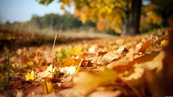 Fall leaves, graphy, fall, , leaves, abstract, autumn, nature, leaf, macro HD wallpaper