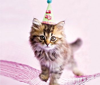 Happy Birtay!, kitten, animal, cute, cat, hammock, pink, rachael hale, birtay, card, hat HD wallpaper
