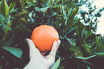Food, Hand, Branches, Citrus HD wallpaper