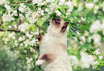 Spring perfume, pisica, white, flower, green, cat, spring, blossom HD wallpaper