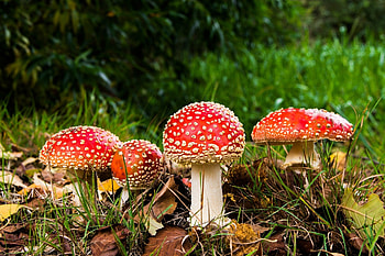 Amanita muscaria, Grass mushroom, , Nature's scenery HD wallpaper