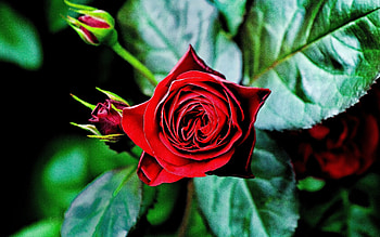 Plants, Flowers, Roses HD wallpaper