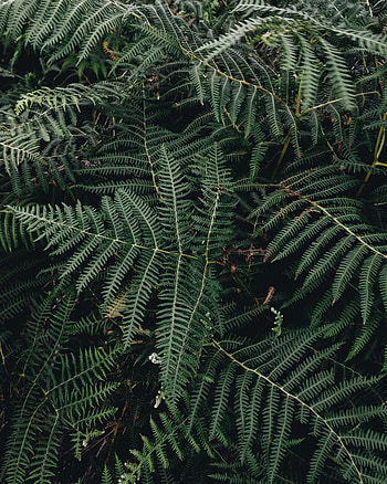 Nature, Leaves, Plant, Fern HD phone wallpaper