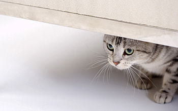 Animals, Cat, Muzzle, Eyes HD wallpaper