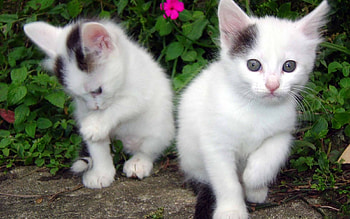 Beautiful Kittens, white, beautiful, fluffy, kittens HD wallpaper