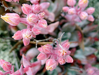 Plants, Flowers HD wallpaper