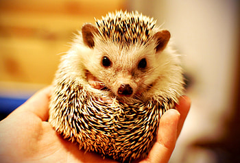 Animals, Hand, Muzzle, Thorns, Prickles, Hedgehog HD wallpaper