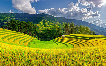 rice fields, evening, sunset, green fields, rice, mountain landscape, how rice is grown, China HD wallpaper