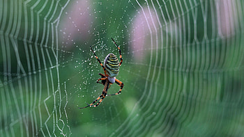 Spider, Spider animal, , Best HD wallpaper