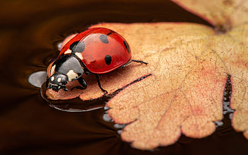 Ladybug, animal, leaf, insect HD wallpaper