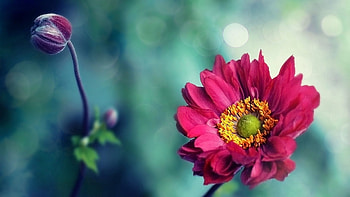 Flowers, Leaves, Flower, Bud, Blur, Smooth HD wallpaper
