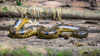 Anaconda, Cool stuff, Elink HD wallpaper