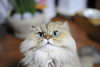 Persian Cat, Playful paws, Vibrant personality, Whiskered wonder HD wallpaper