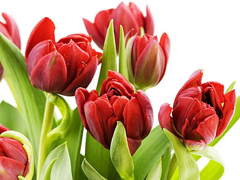 Plants, Flowers, Tulips HD wallpaper