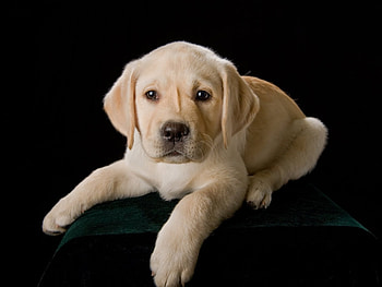 Animals, Dogs HD wallpaper