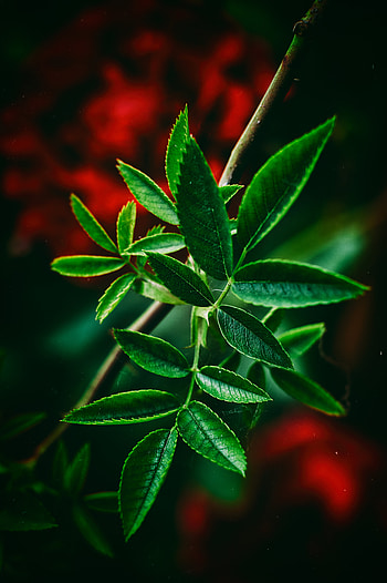 Leaves, Macro, Blur, Smooth, Close-Up HD phone wallpaper
