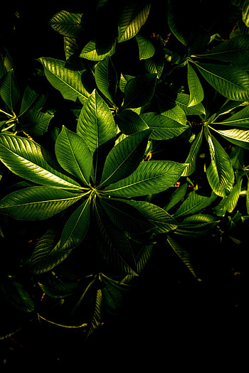 Leaves, Plant, Macro, Veins, Glossy HD phone wallpaper