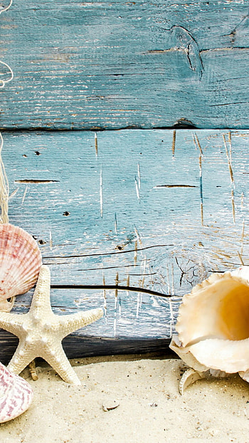 Graceful starfish, Underwater wonders, Coastal beauty, Marine life HD phone wallpaper