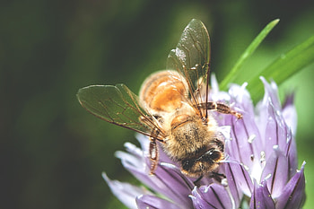 Flower, Macro, Bee, Pollination HD wallpaper