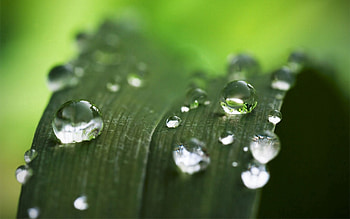 Drops, Macro, Sheet, Leaf, Dew HD wallpaper