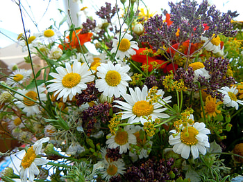 Flowers, Camomile, Bouquet, Different, Charm HD wallpaper