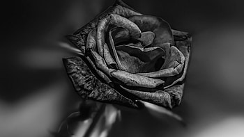 Black Beauty, rose, nature, flowers, black HD wallpaper
